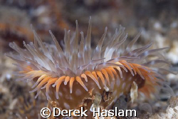 Sagartia elegans. Menai strait. D200, 105mm. by Derek Haslam 